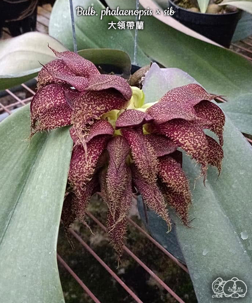 美琪園藝Miki Orchid - 批發專區